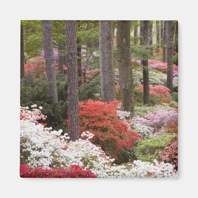 USA, Georgia, Pine Mountain. Ein Wald aus Magnet (Vorne)