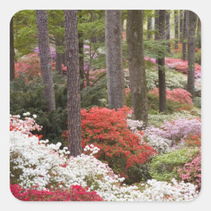 USA, Georgia, Pine Mountain. Ein Wald aus Quadratischer Aufkleber