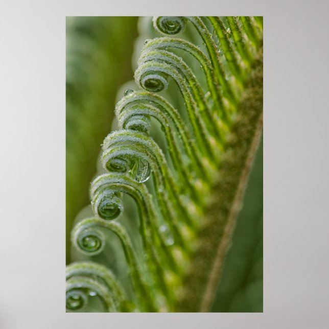USA, Georgia, Savannah, Close-Up Of New Fronds Poster (Vorne)