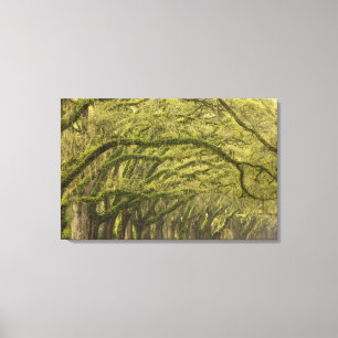 USA; Georgia; Savannah. Eichen mit Leinwanddruck