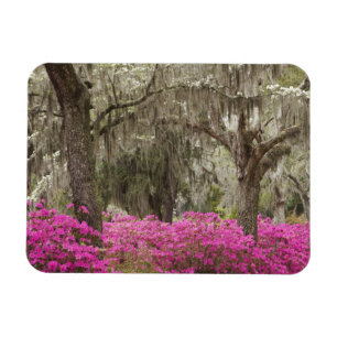 USA, Georgia, Savannah, Frühling bei Historic Magnet