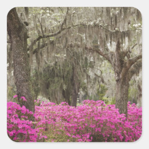 USA, Georgia, Savannah, Frühling bei Historic Quadratischer Aufkleber
