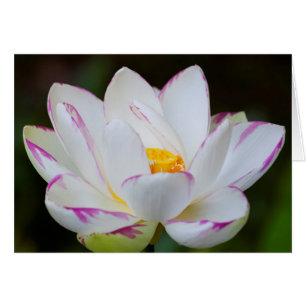 USA, Georgia, Savannah, Lotosblüte