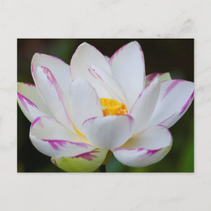 USA, Georgia, Savannah, Lotosblüte Postkarte