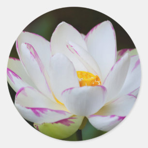 USA, Georgia, Savannah, Lotosblüte Runder Aufkleber