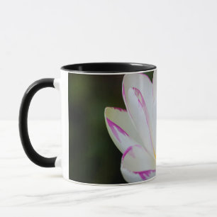 USA, Georgia, Savannah, Lotosblüte Tasse