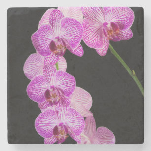 USA, Georgia, Savannah, Orchideen-Cluster 2 Steinuntersetzer