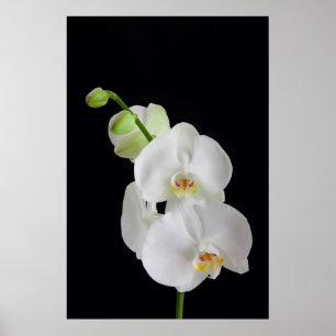 USA, Georgia, Savannah, Orchideencluster Poster