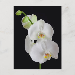 USA, Georgia, Savannah, Orchideencluster Postkarte