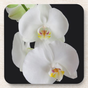 USA, Georgia, Savannah, Orchideencluster Untersetzer