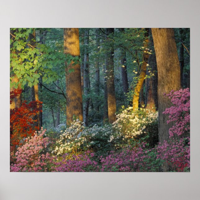 USA, Georgien, Callaway Gardens, Azalea Wald. Poster (Vorne)