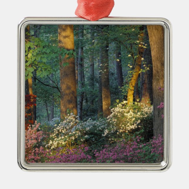 USA, Georgien, Callaway Gardens, Azalea Wald. Silbernes Ornament (Vorne)