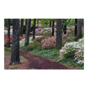 USA, Georgien, Callaway Gardens. Weg Fotodruck