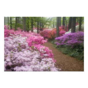 USA; Georgien; Pine Mountain. Azaleen bei 2 Fotodruck