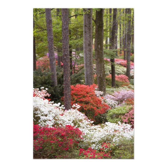 USA, Georgien, Pine Mountain. Ein Wald Fotodruck (Vorne)