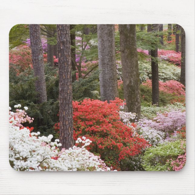 USA, Georgien, Pine Mountain. Ein Wald Mousepad (Vorne)