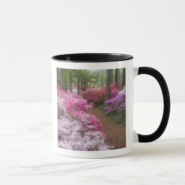  USA; Georgien; Piniengebirge. Azaleen bei 2 Tasse (Rechts)