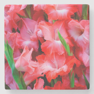 USA, Georgien, Savannah, Bouquet von Gladiolus Steinuntersetzer