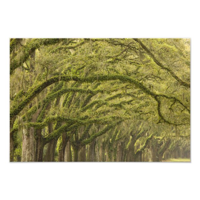 USA; Georgien; Savannah. Eichenbäume Fotodruck (Vorne)