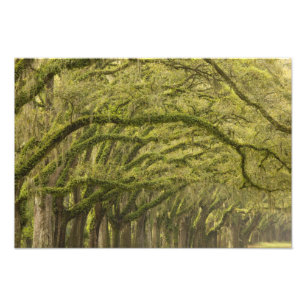  USA; Georgien; Savannah. Eichenbäume mit Fotodruck