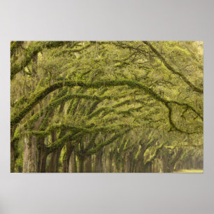  USA; Georgien; Savannah. Eichenbäume mit Poster