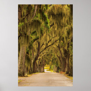 USA, Georgien, Savannah, Eingang Drive Poster