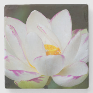 USA, Georgien, Savannah, Lootus Blume Blooming Steinuntersetzer