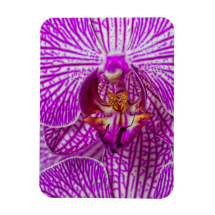 USA, Georgien, Savannah, Nah-up von Orchid Magnet
