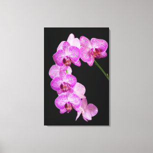 USA, Georgien, Savannah, Orchideencluster 2 Leinwanddruck
