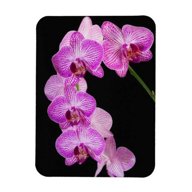 USA, Georgien, Savannah, Orchideencluster 2 Magnet (Vertikal)