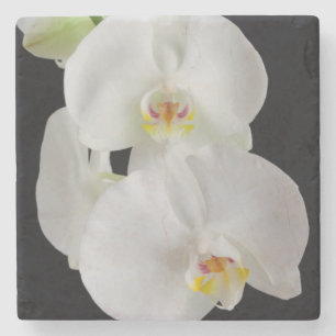 USA, Georgien, Savannah, Orchideencluster Steinuntersetzer