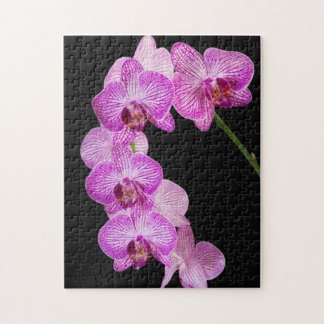 USA, Georgien, Savannah, Orchids-Cluster 2 (Vertikal)