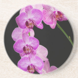 USA, Georgien, Savannah, Orchids-Cluster 2 Getränkeuntersetzer