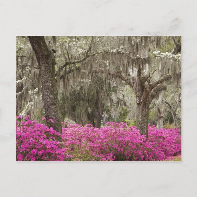 USA, Georgien, Savannah, Spring at Historic Postkarte (Vorderseite)