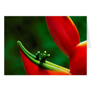 USA, Hawaï, Hilo.Heliconia