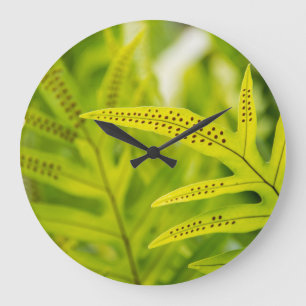 USA, Hawaii, Big Island. Tropischer grüner Farn Große Wanduhr