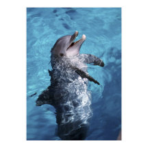 USA, Hawaii. Delfin