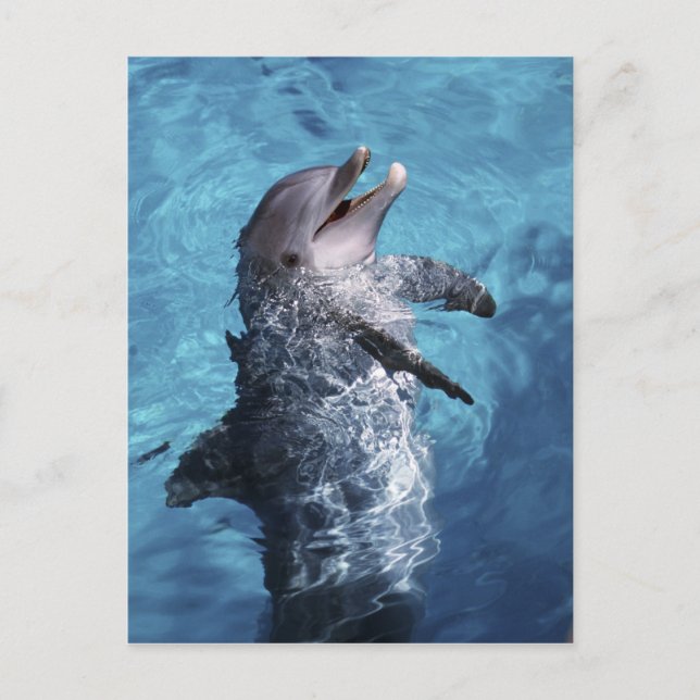 USA, Hawaii. Delfin Postkarte (Vorderseite)