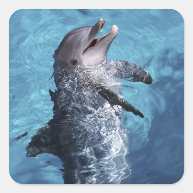 USA, Hawaii. Delfin Quadratischer Aufkleber (Vorderseite)