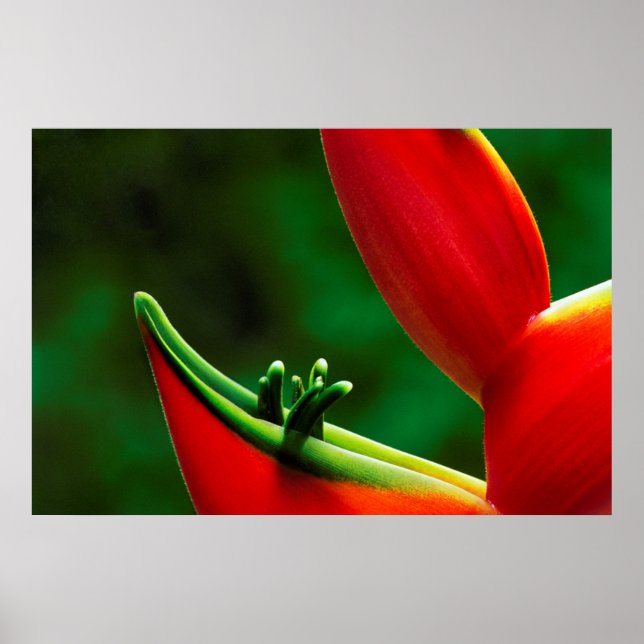 USA, Hawaii, Hilo. Heliconia Poster (Vorne)