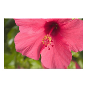USA, Hawaii, Kauai, Hibiskus Fotodruck