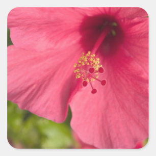 USA, Hawaii, Kauai, Hibiskus Quadratischer Aufkleber