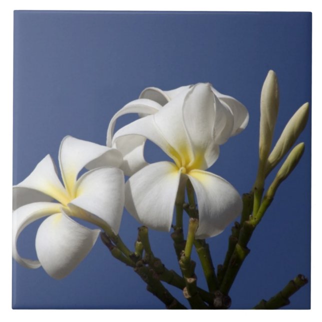 USA, Hawaii, Kauai, weiße Plumeria. Fliese (Vorderseite)