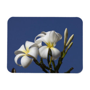 USA, Hawaii, Kauai, weiße Plumeria. Magnet