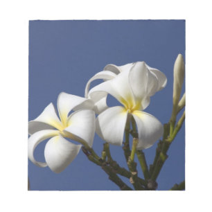 USA, Hawaii, Kauai, weiße Plumeria. Notizblock