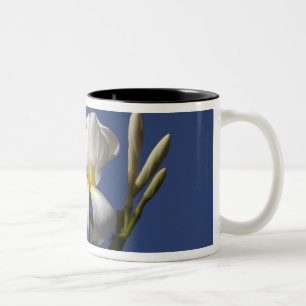 USA, Hawaii, Kauai, weiße Plumeria. Zweifarbige Tasse