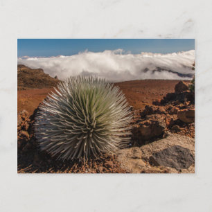 USA, Hawaii, Maui, Haleakala-Nationalpark Postkarte