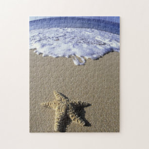 USA, Hawaii, Maui, Makena Beach, Seestern und