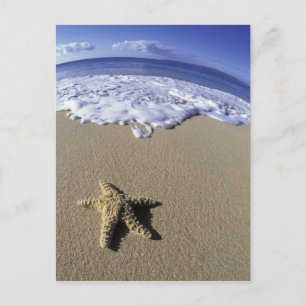 USA, Hawaii, Maui, Makena Beach, Seestern und Postkarte