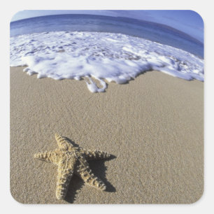 USA, Hawaii, Maui, Makena Beach, Seestern und Quadratischer Aufkleber